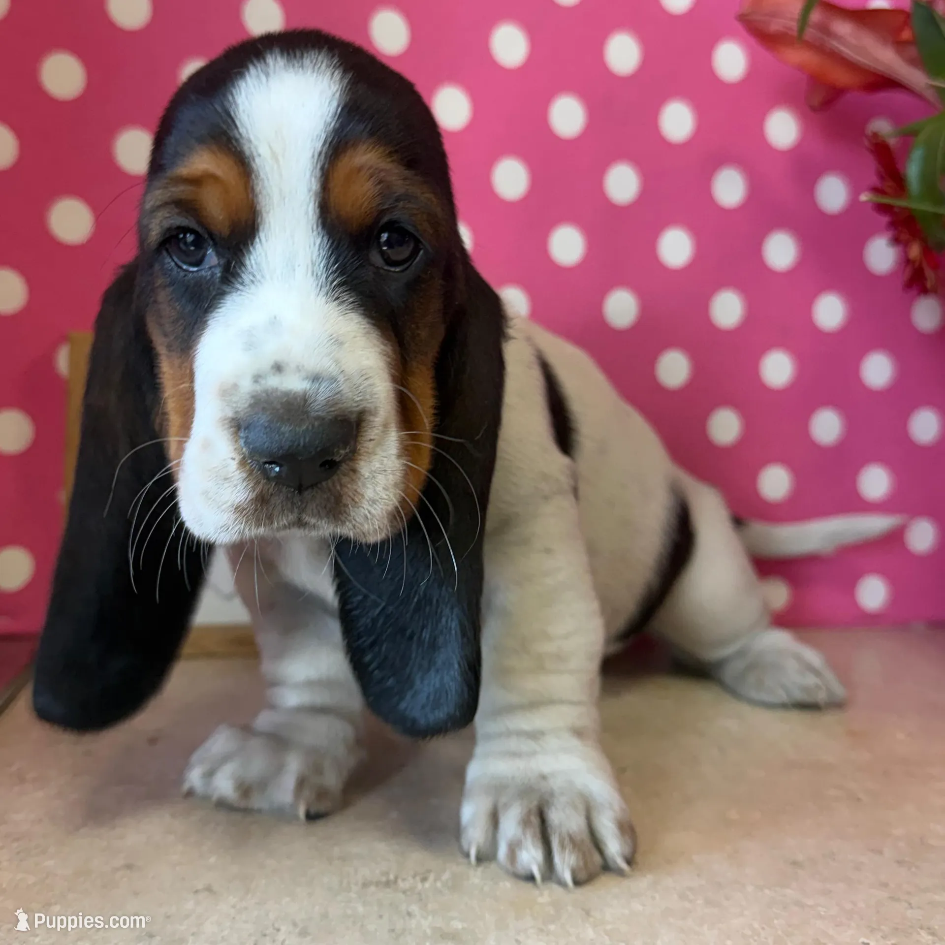 Ivy, a female Basset Hound for sale in Lake Ozark, MO – Photo 2 of 3