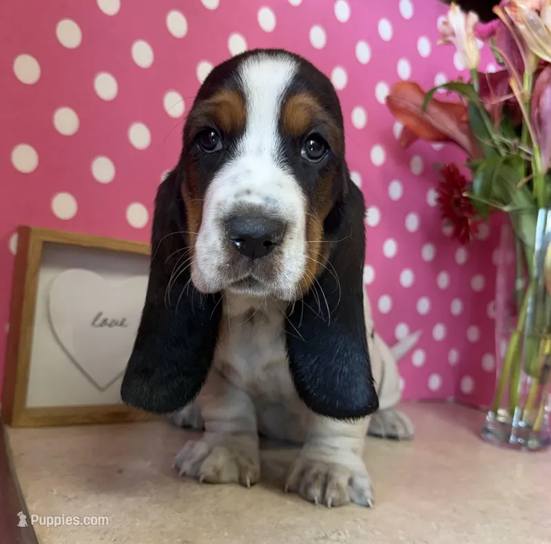 Ivy, a female Basset Hound for sale in Lake Ozark, MO – Photo 1 of 3