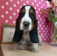 Ivy, a female Basset Hound for sale in Lake Ozark, MO – Photo 1 of 3