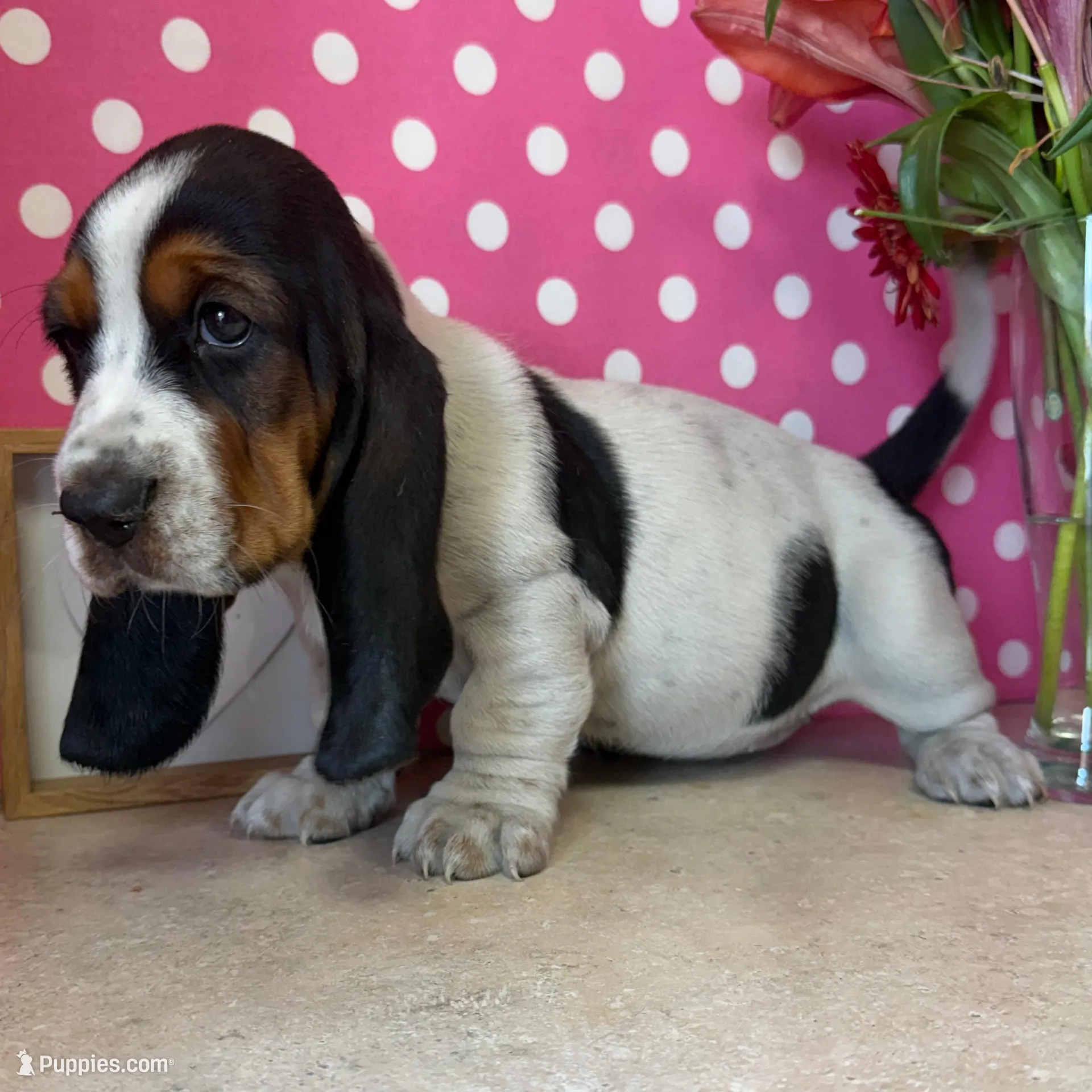 Ivy, a female Basset Hound for sale in Lake Ozark, MO – Photo 3 of 3