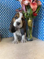 Whiskey , a male Basset Hound for sale in Lake Ozark, MO – Photo 4 of 4