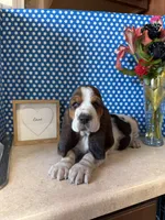 Whiskey , a male Basset Hound for sale in Lake Ozark, MO – Photo 3 of 4