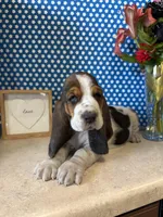 Whiskey , a male Basset Hound for sale in Lake Ozark, MO – Photo 2 of 4
