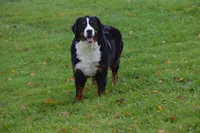 Corona, a female Bernese Mountain Dog for sale in Enosburg Falls, VT – 3 of 10