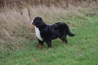 Corona, a female Bernese Mountain Dog for sale in Enosburg Falls, VT – 6 of 10