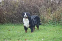 Corona, a female Bernese Mountain Dog for sale in Enosburg Falls, VT – 7 of 10