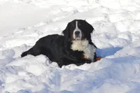 Corona, a female Bernese Mountain Dog for sale in Enosburg Falls, VT – 9 of 10
