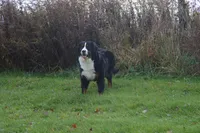 Corona, a female Bernese Mountain Dog for sale in Enosburg Falls, VT – 10 of 10