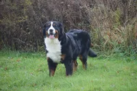 Corona, a female Bernese Mountain Dog for sale in Enosburg Falls, VT – 5 of 10