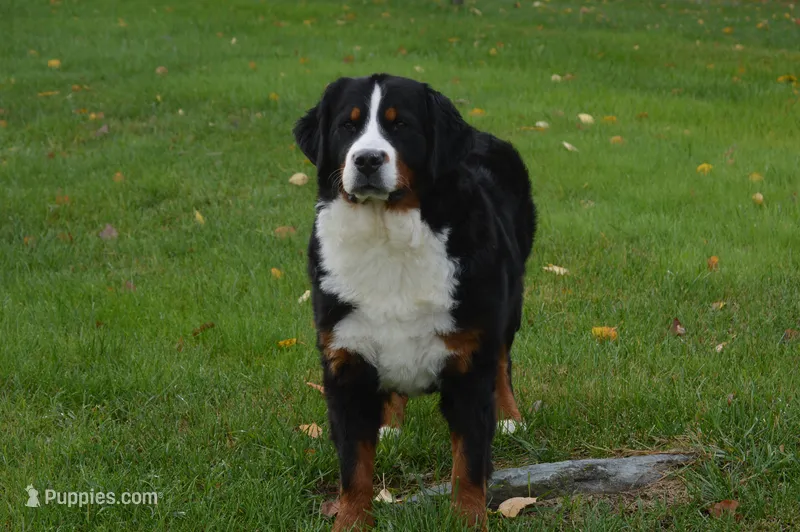 Corona – Bernese Mountain Dog puppy for sale in Enosburg Falls, VT