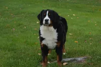 Corona, a female Bernese Mountain Dog for sale in Enosburg Falls, VT – 1 of 10