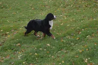 Corona, a female Bernese Mountain Dog for sale in Enosburg Falls, VT – 2 of 10