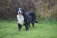 Corona, a female Bernese Mountain Dog for sale in Enosburg Falls, VT – 8 of 10