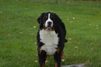 Corona, a female Bernese Mountain Dog for sale in Enosburg Falls, VT – 4 of 10