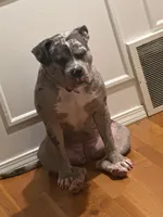 Zula, a female American Bully for sale in Kansas City, MO – 4 of 10