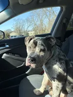 Zula, a female American Bully for sale in Kansas City, MO – 7 of 10