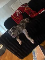 Zula, a female American Bully for sale in Kansas City, MO – 9 of 10