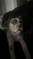 Zula, a female American Bully for sale in Kansas City, MO – 5 of 10
