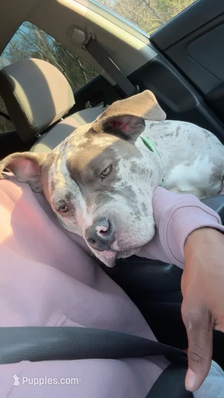 Zula – American Bully puppy for sale in Kansas City, MO