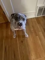 Zula, a female American Bully for sale in Kansas City, MO – 10 of 10