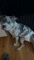 Zula, a female American Bully for sale in Kansas City, MO – 2 of 10