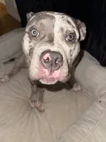 Zula, a female American Bully for sale in Kansas City, MO – 8 of 10