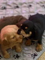 Chunky Monkey, a male Miniature Dachshund for sale in Powder Springs, GA – Photo 2 of 7