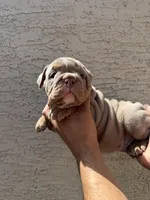 Rex , a male English Bulldog for sale in Scottsdale, AZ – Photo 8 of 8