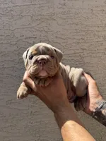 Rex , a male English Bulldog for sale in Scottsdale, AZ – Photo 3 of 8