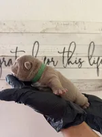 Rex , a male English Bulldog for sale in Scottsdale, AZ – Photo 8 of 8