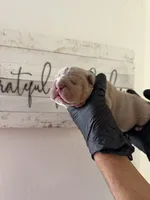 Rex , a male English Bulldog for sale in Scottsdale, AZ – Photo 7 of 8