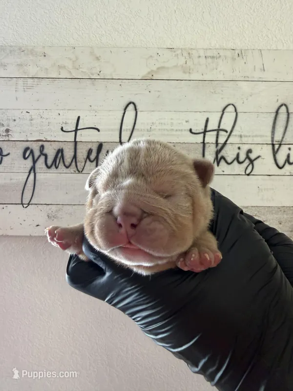 Rex  – English Bulldog puppy for sale in Scottsdale, AZ