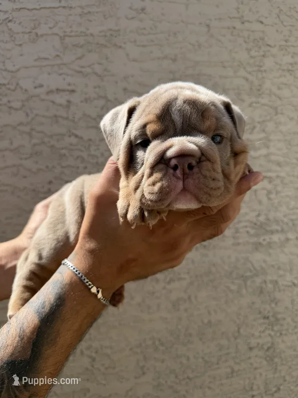 Rex  – English Bulldog puppy for sale in Scottsdale, AZ