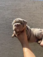 Rex , a male English Bulldog for sale in Scottsdale, AZ – Photo 7 of 8