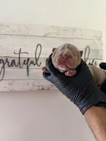 Rex , a male English Bulldog for sale in Scottsdale, AZ – Photo 2 of 8