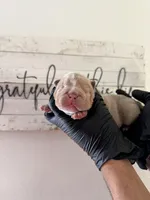 Rex , a male English Bulldog for sale in Scottsdale, AZ – Photo 6 of 8