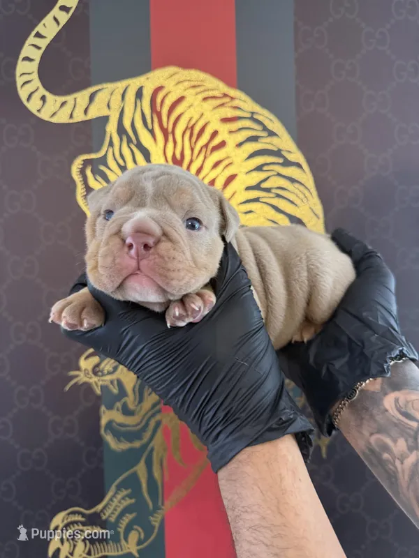 Rex  – English Bulldog puppy for sale in Scottsdale, AZ