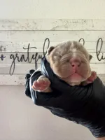 Rex , a male English Bulldog for sale in Scottsdale, AZ – Photo 4 of 8