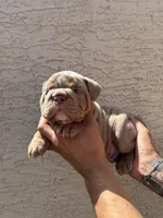 Rex , a male English Bulldog for sale in Scottsdale, AZ – Photo 2 of 8