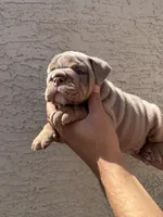 Rex , a male English Bulldog for sale in Scottsdale, AZ – Photo 4 of 8