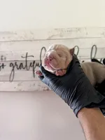 Rex , a male English Bulldog for sale in Scottsdale, AZ – Photo 3 of 8