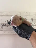 Rex , a male English Bulldog for sale in Scottsdale, AZ – Photo 5 of 8