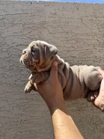 Rex , a male English Bulldog for sale in Scottsdale, AZ – Photo 6 of 8