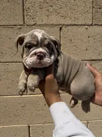 Max, a male English Bulldog for sale in Scottsdale, AZ – 8 of 10
