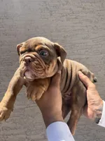 Bomber ll, a male English Bulldog for sale in Scottsdale, AZ – 5 of 6