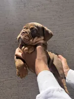 Bomber ll, a male English Bulldog for sale in Scottsdale, AZ – 1 of 6