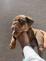 Bomber ll, a male English Bulldog for sale in Scottsdale, AZ – 3 of 6