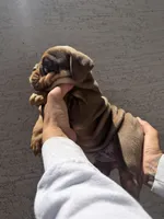 Bomber ll, a male English Bulldog for sale in Scottsdale, AZ – 2 of 6