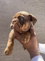 Bomber ll, a male English Bulldog for sale in Scottsdale, AZ – 4 of 6