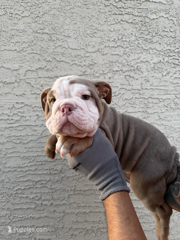 Felix  – English Bulldog puppy for sale in Scottsdale, AZ